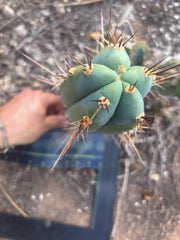 💎👑 Rosei 2 — 12” Pup