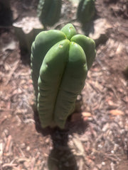 💎👑💎🌶️ Ferah — 8” Pup
