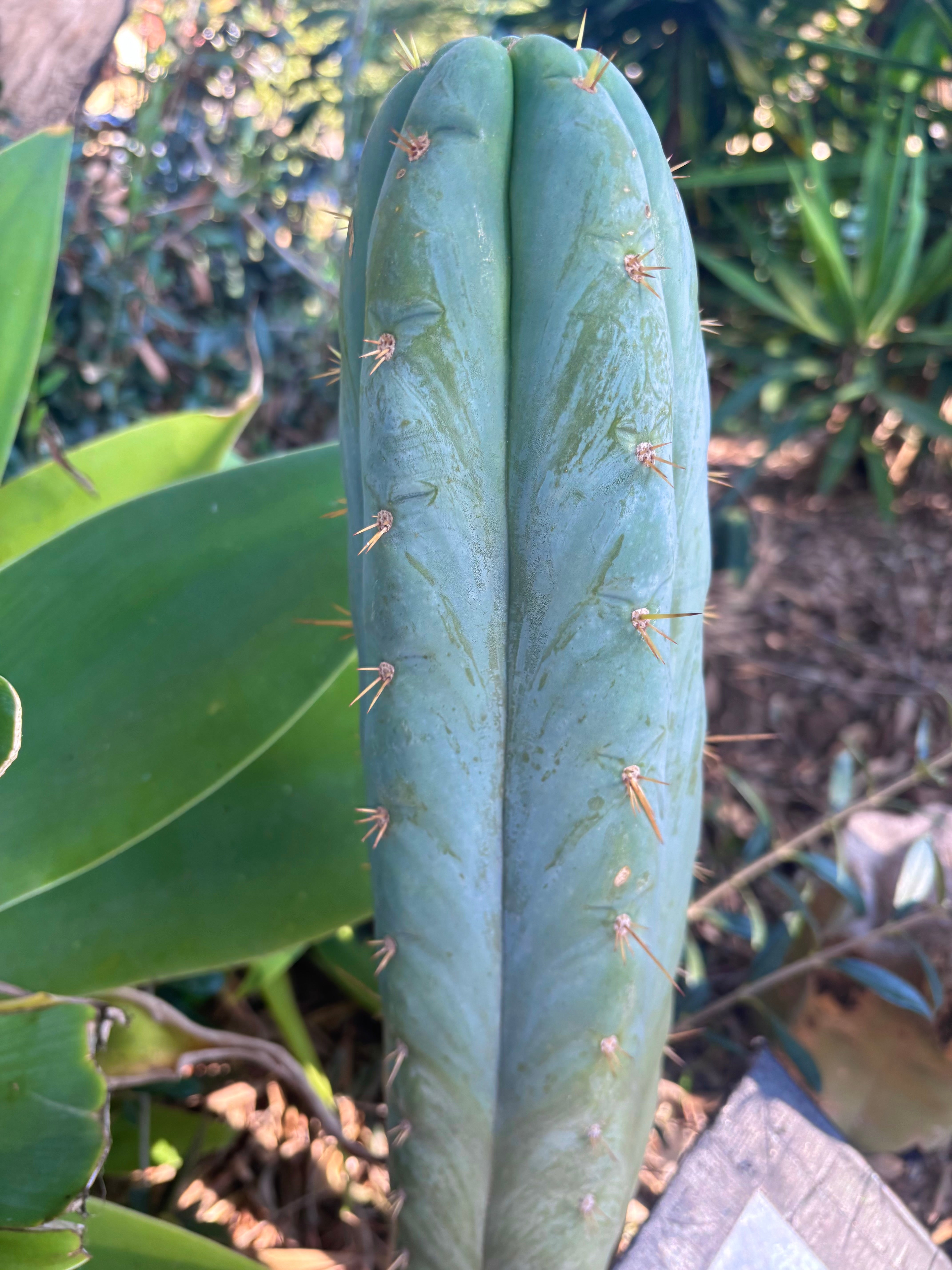 💎👑 Lotusland Huanu —  XL Fat-n-Frosty 14” Tip