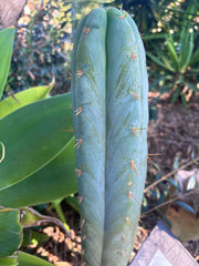 💎👑 Lotusland Huanu —  XL Fat-n-Frosty 14” Tip