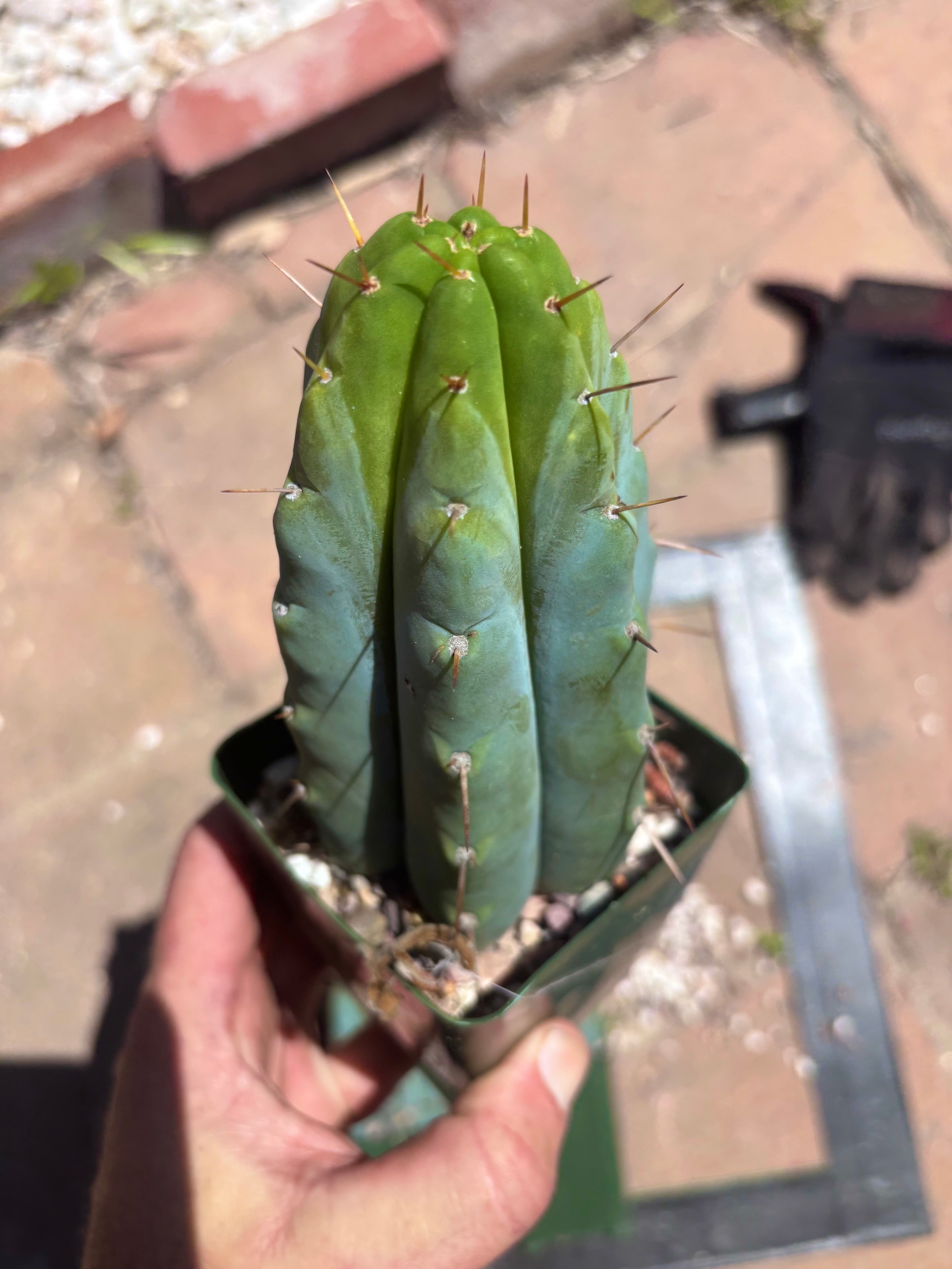 👑🌶️ Hammer — Rooted / Whole