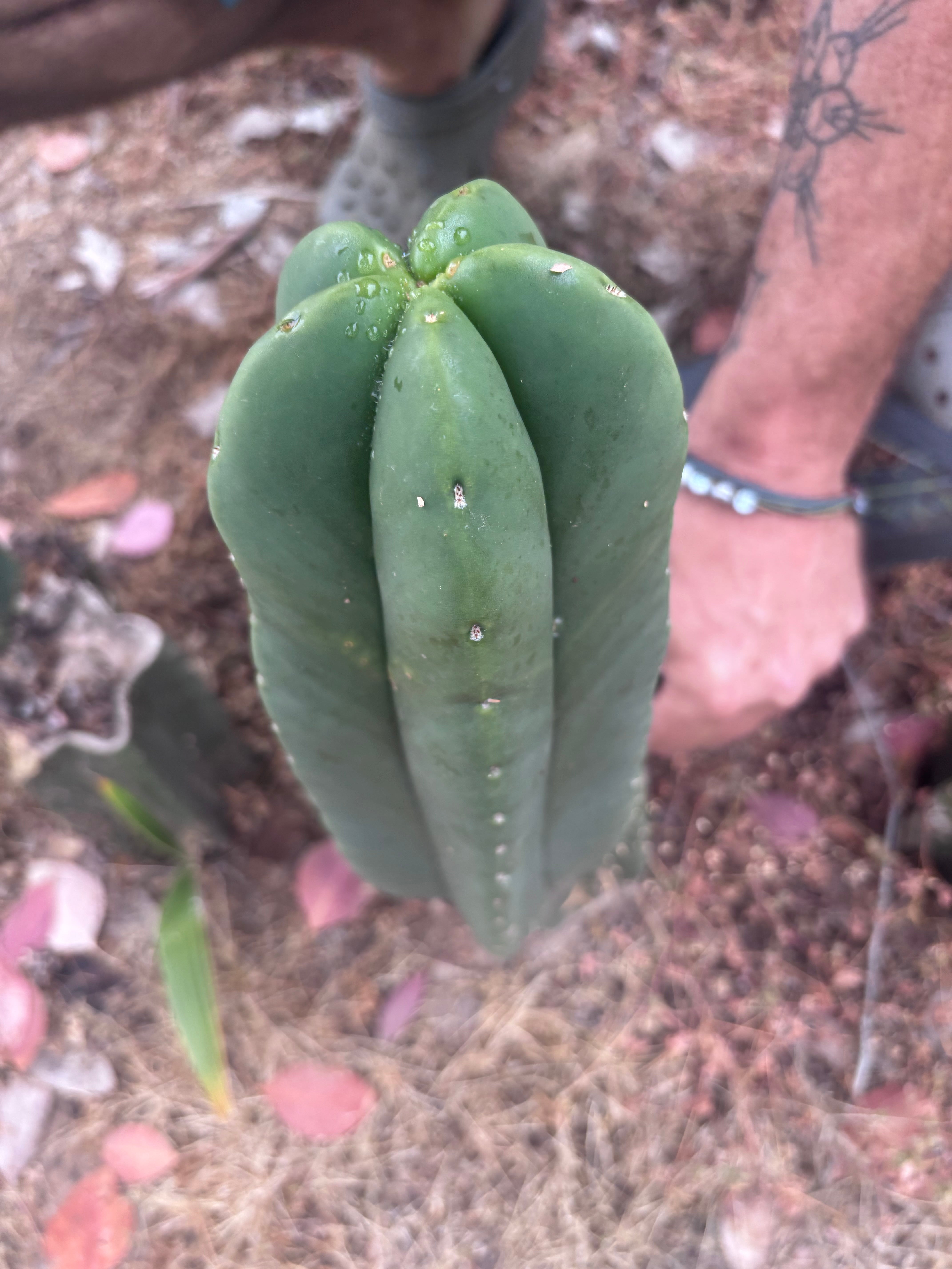 👑🌶️ Zulk — XL FAT 11” Pup