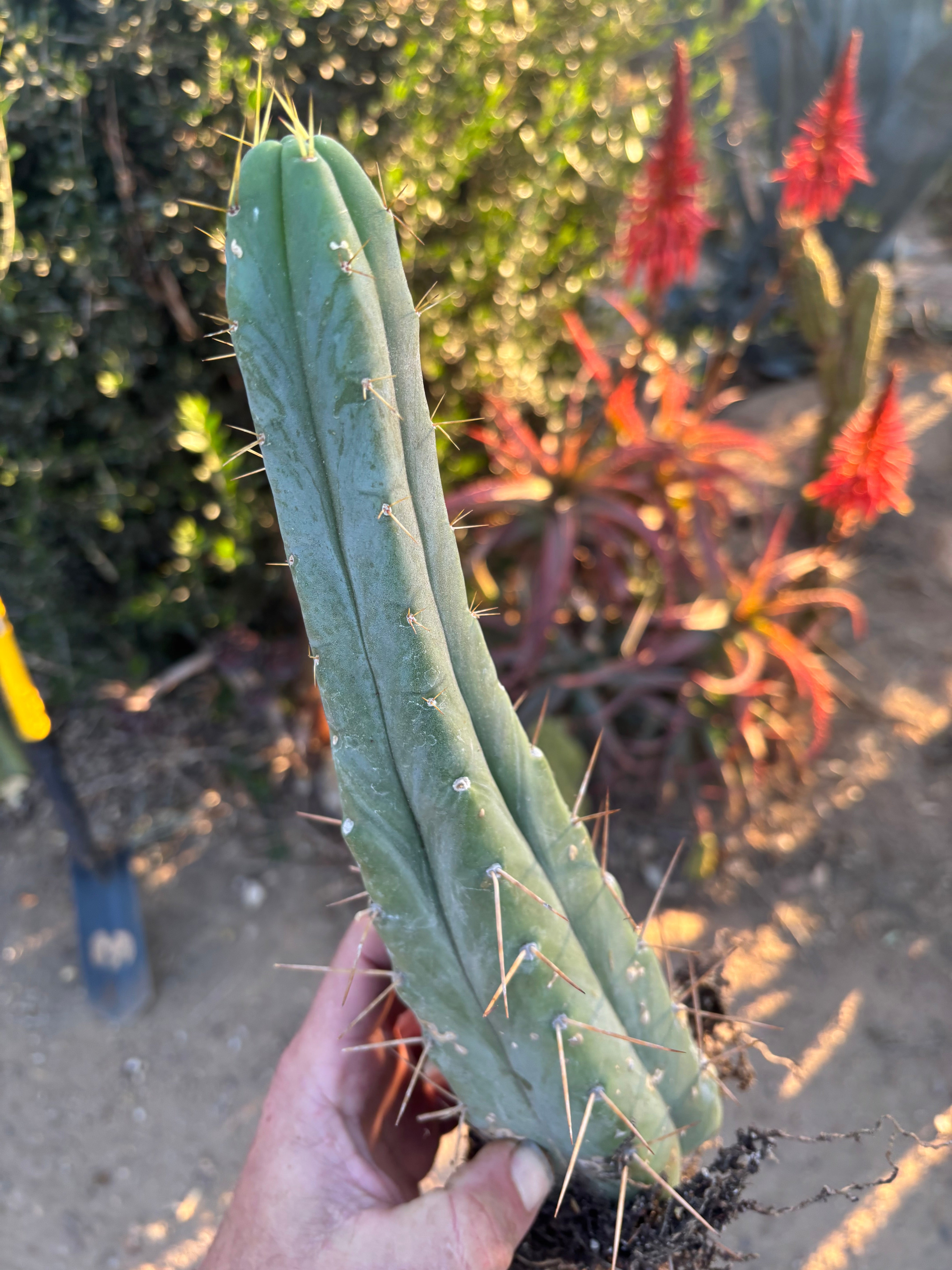👑🌶️🌶️ Eileen — Rooted 11” Tip