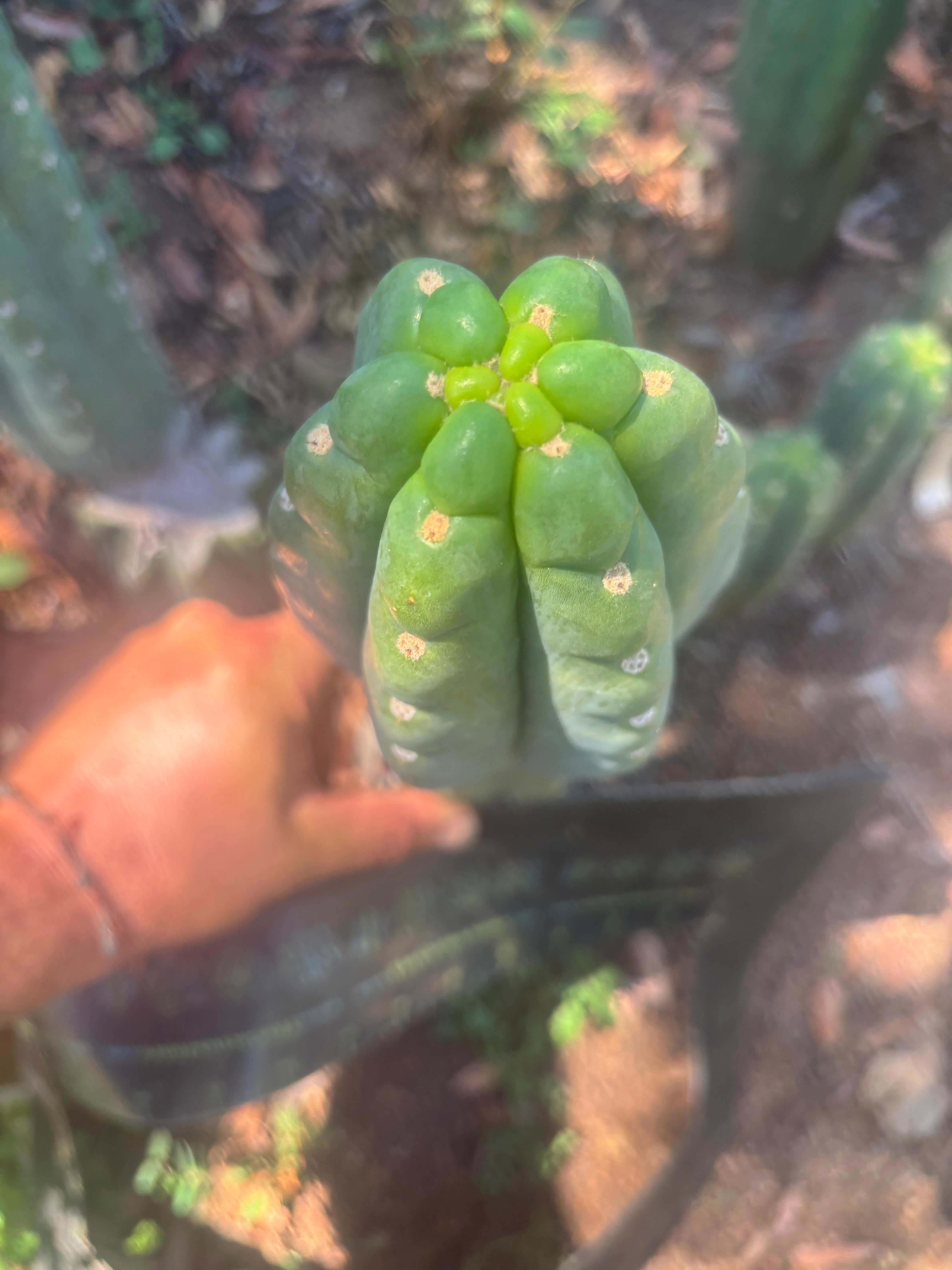 👑🌶️  Ichoca — 10” Tip