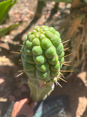 💎👑💎 Havran — Large Established Graft on PC