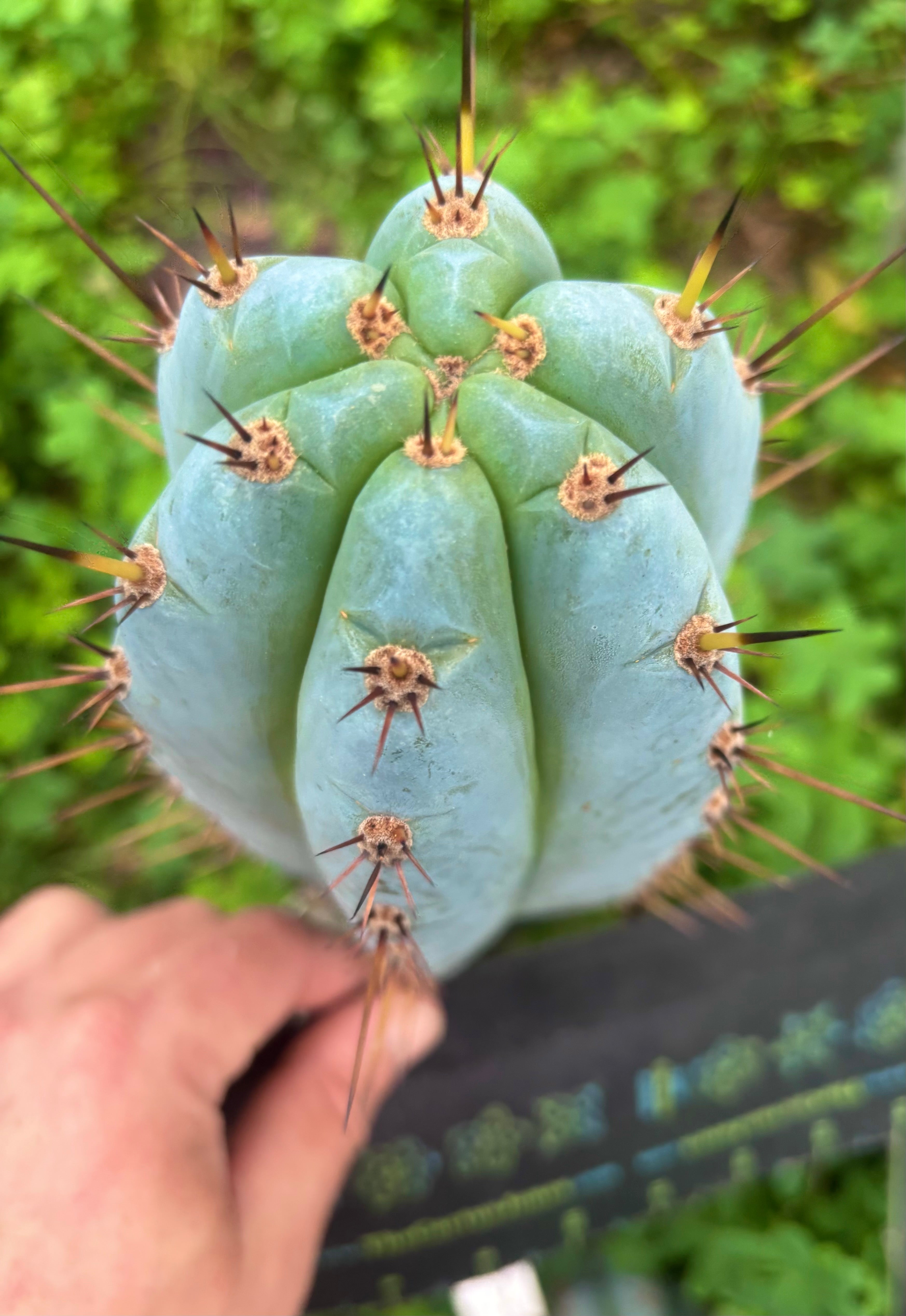 💎👑 BBG48.1540 — Thick 7” Tip