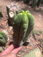 💎👑💎🌶️ Ferah! — 5.5” Pup