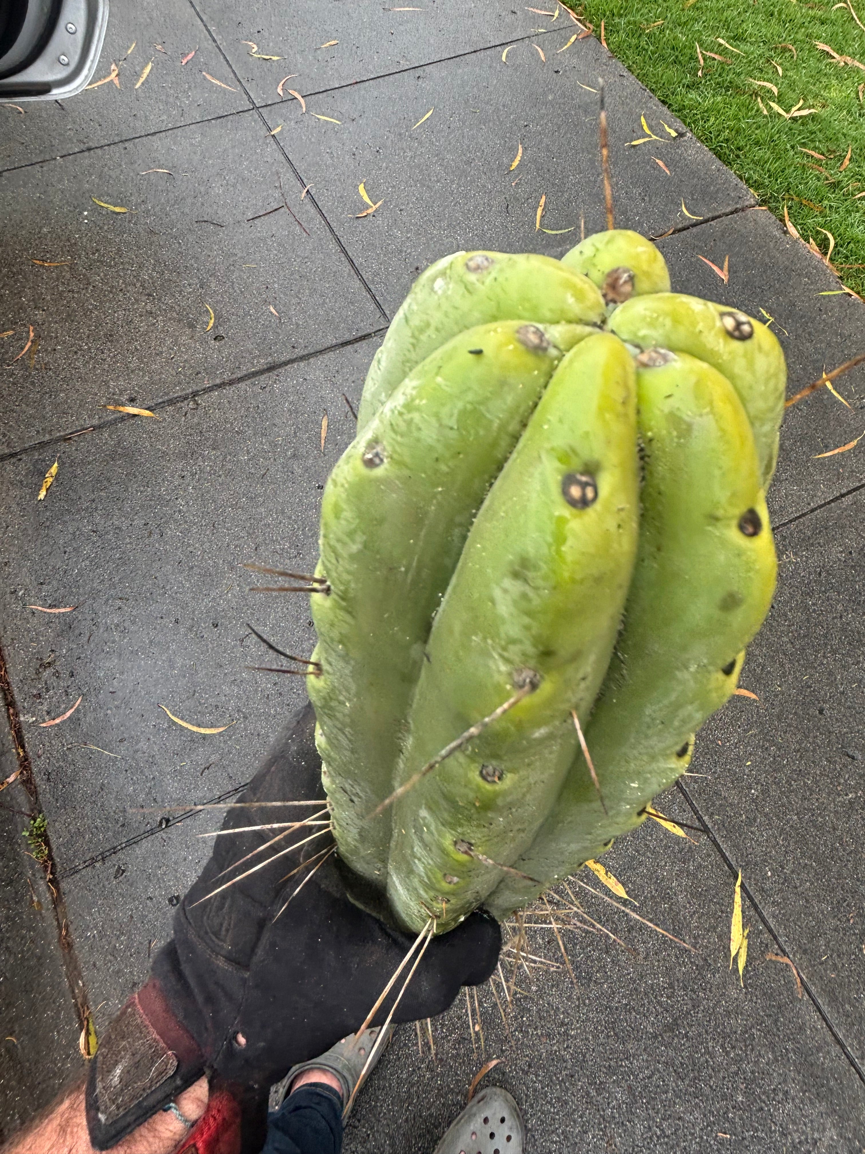 👑💎🌶️🌶️ Eileen — Max Girth 12” Tips (Restocked)