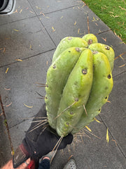 👑💎🌶️🌶️ Eileen — Max Girth 12” Tips (Restocked)