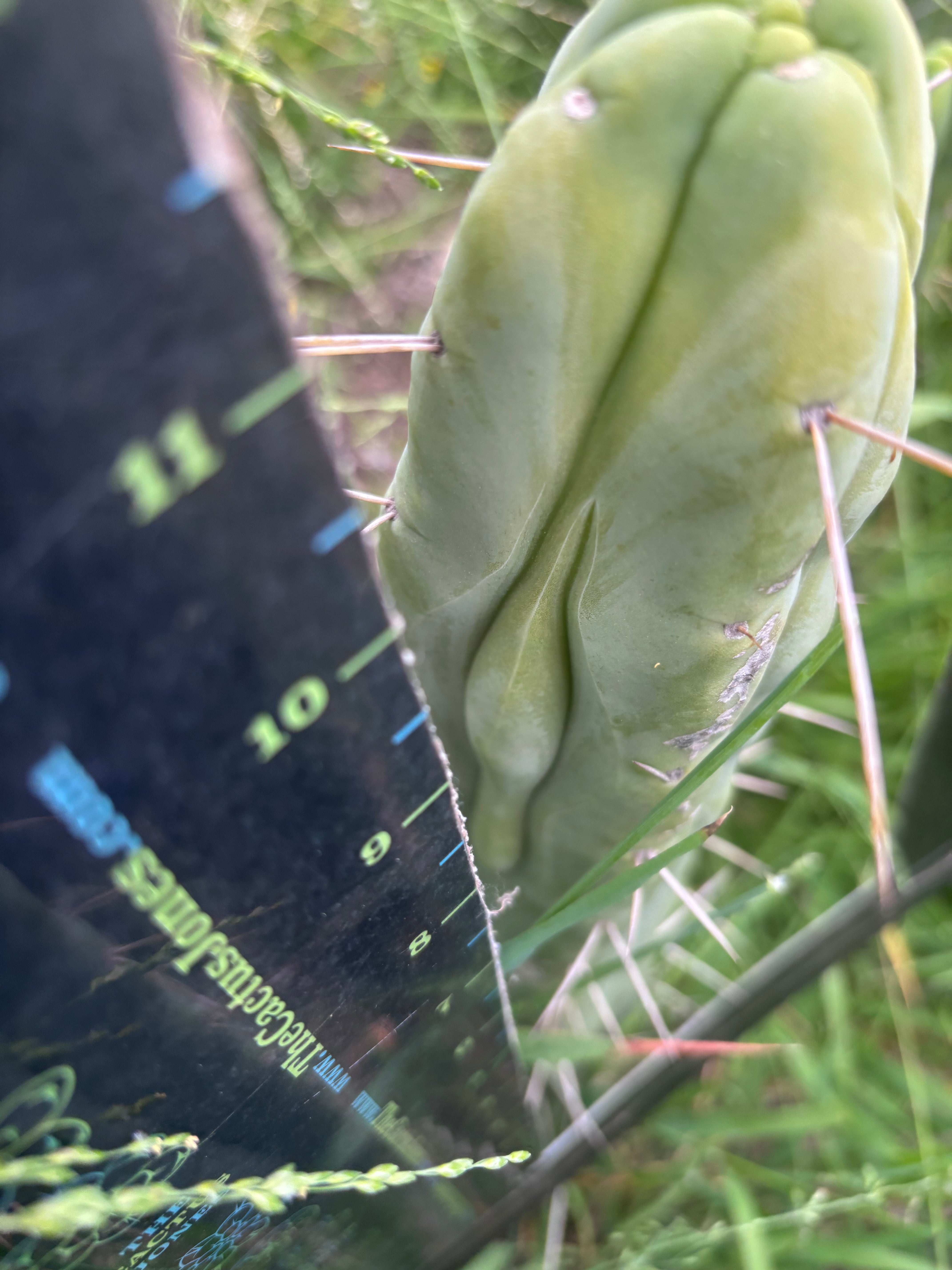 🌶️ Hammer Bridge — 12” FourWang Ribshifter