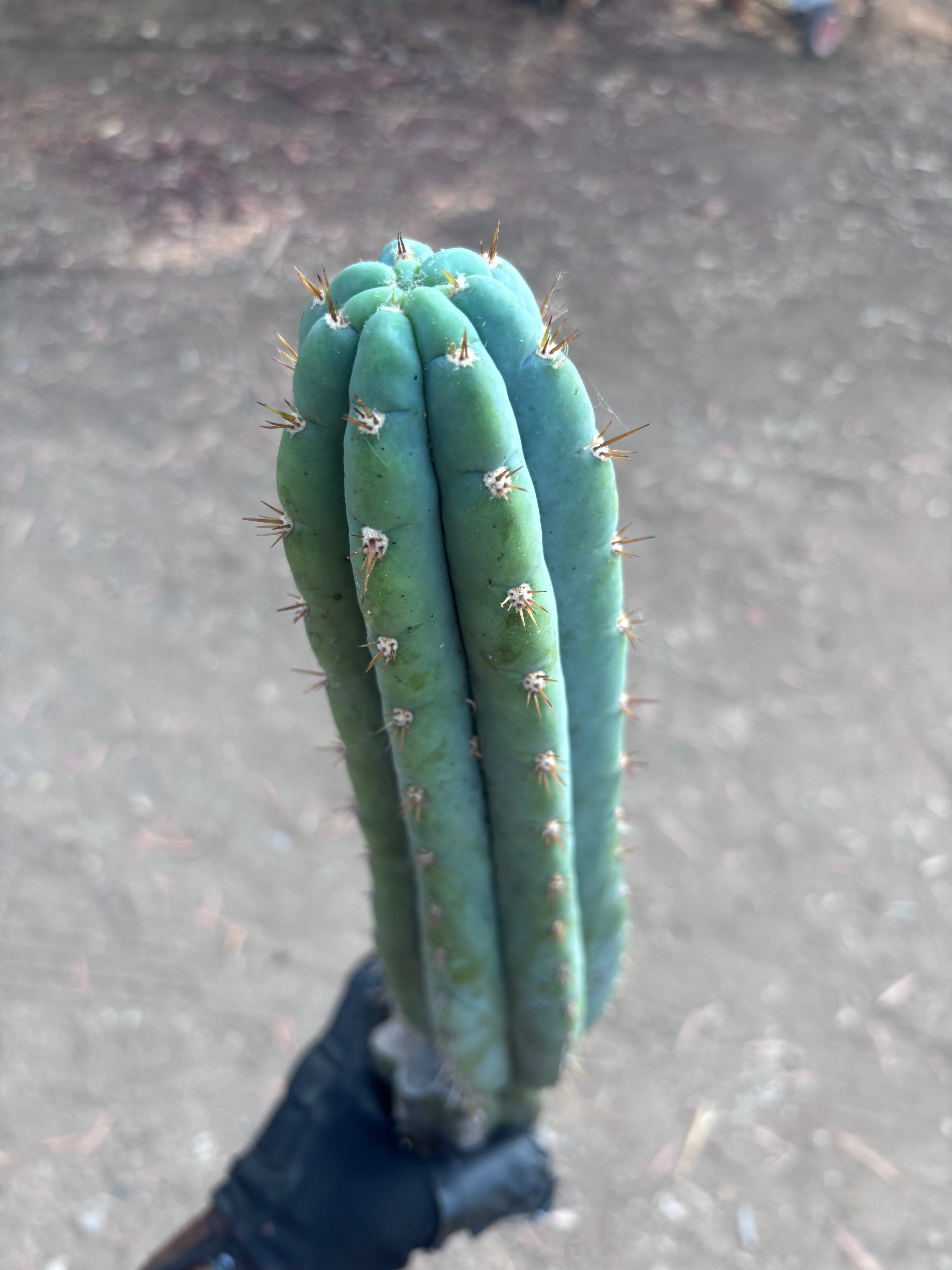 👑🌶️ Ventucky Blue — 16” Tip