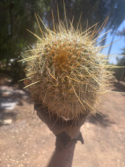 💎💎 T. Atacamensis — Massive Pup (Last One)