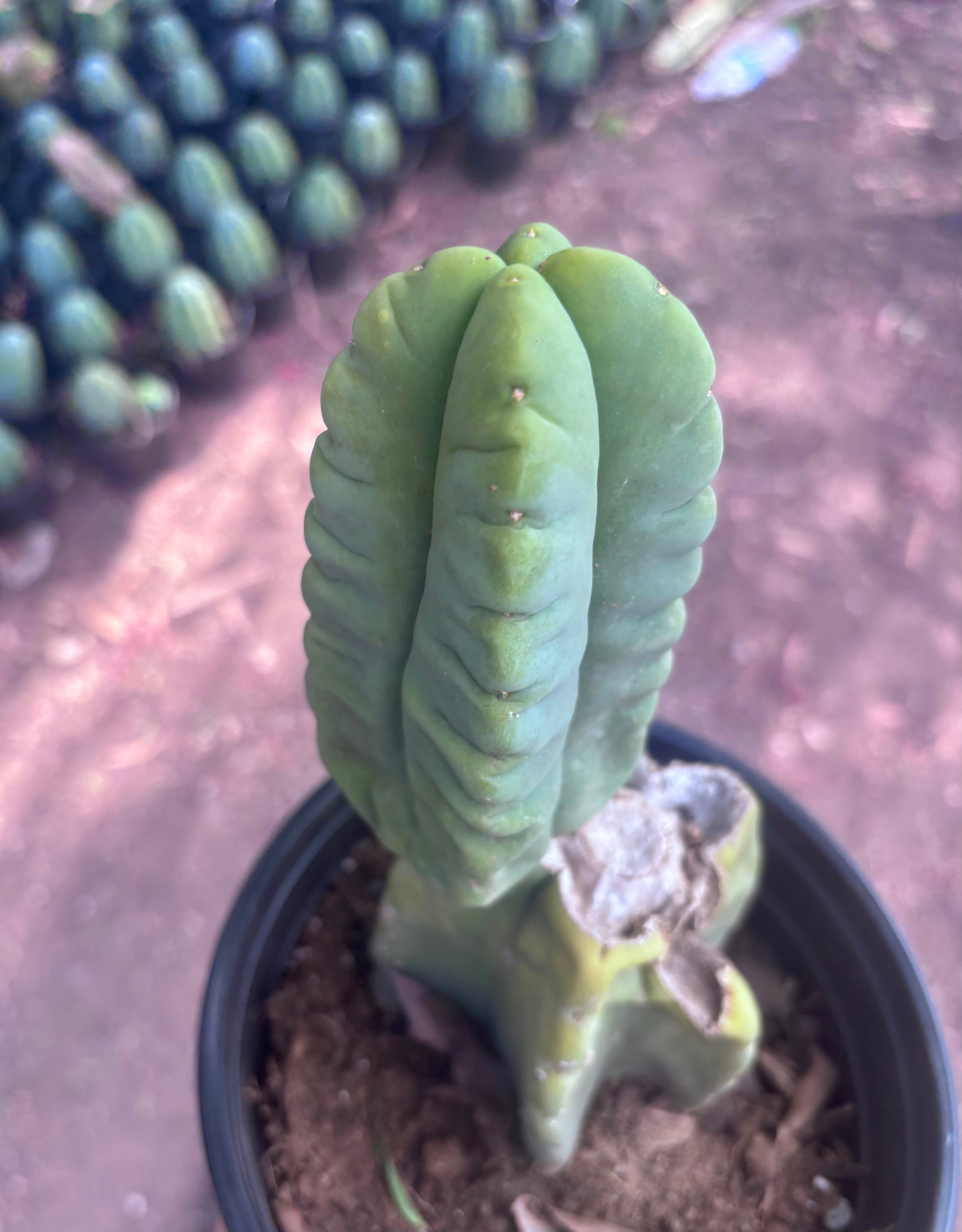💎👑💎🌶️ Ferah — Rooted Mid with Fourwang Pup