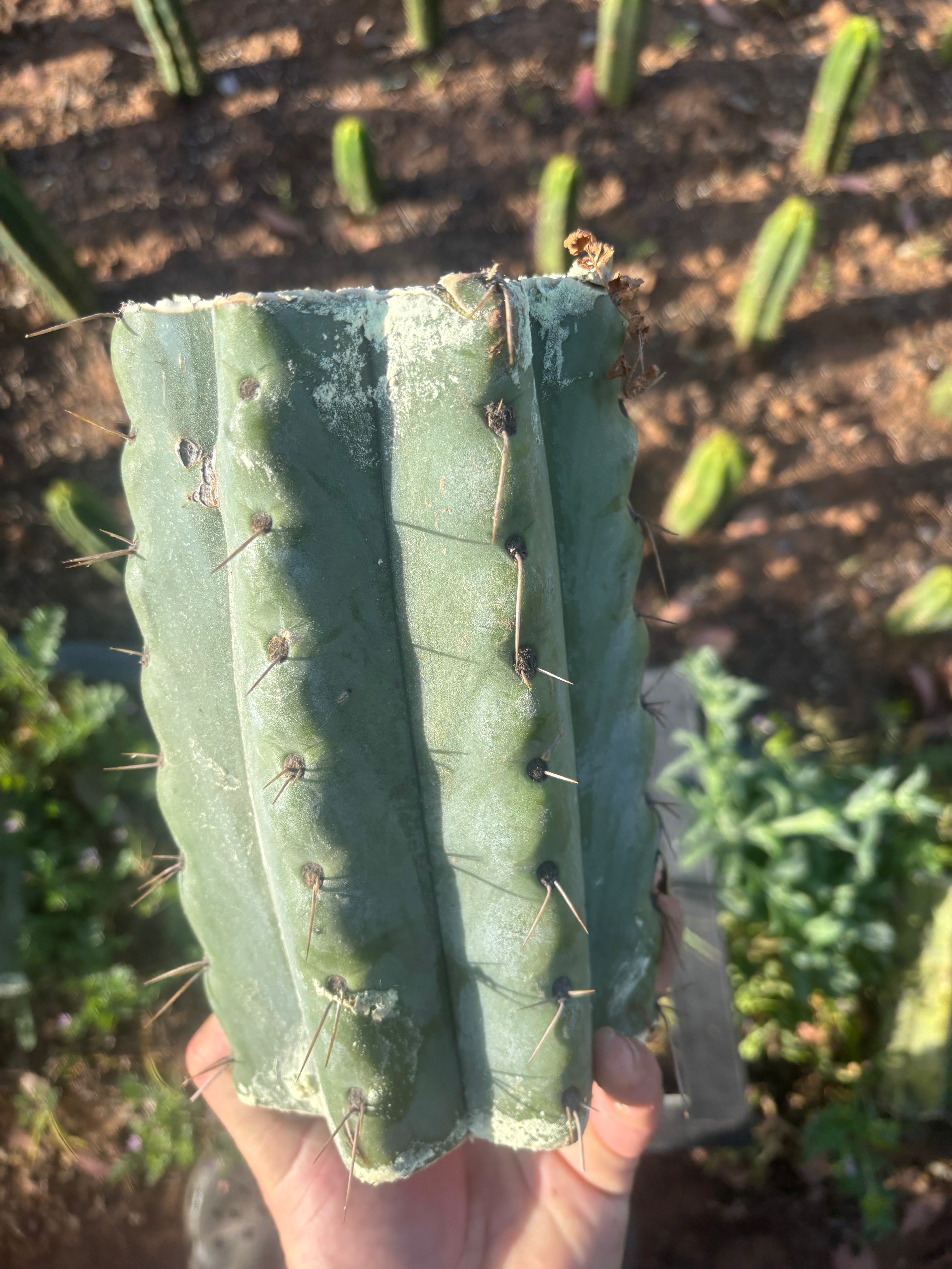 💎🌶️🌶️ NOM —  BEEFY 9” Mid