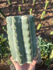 💎🌶️🌶️ NOM —  BEEFY 9” Mid