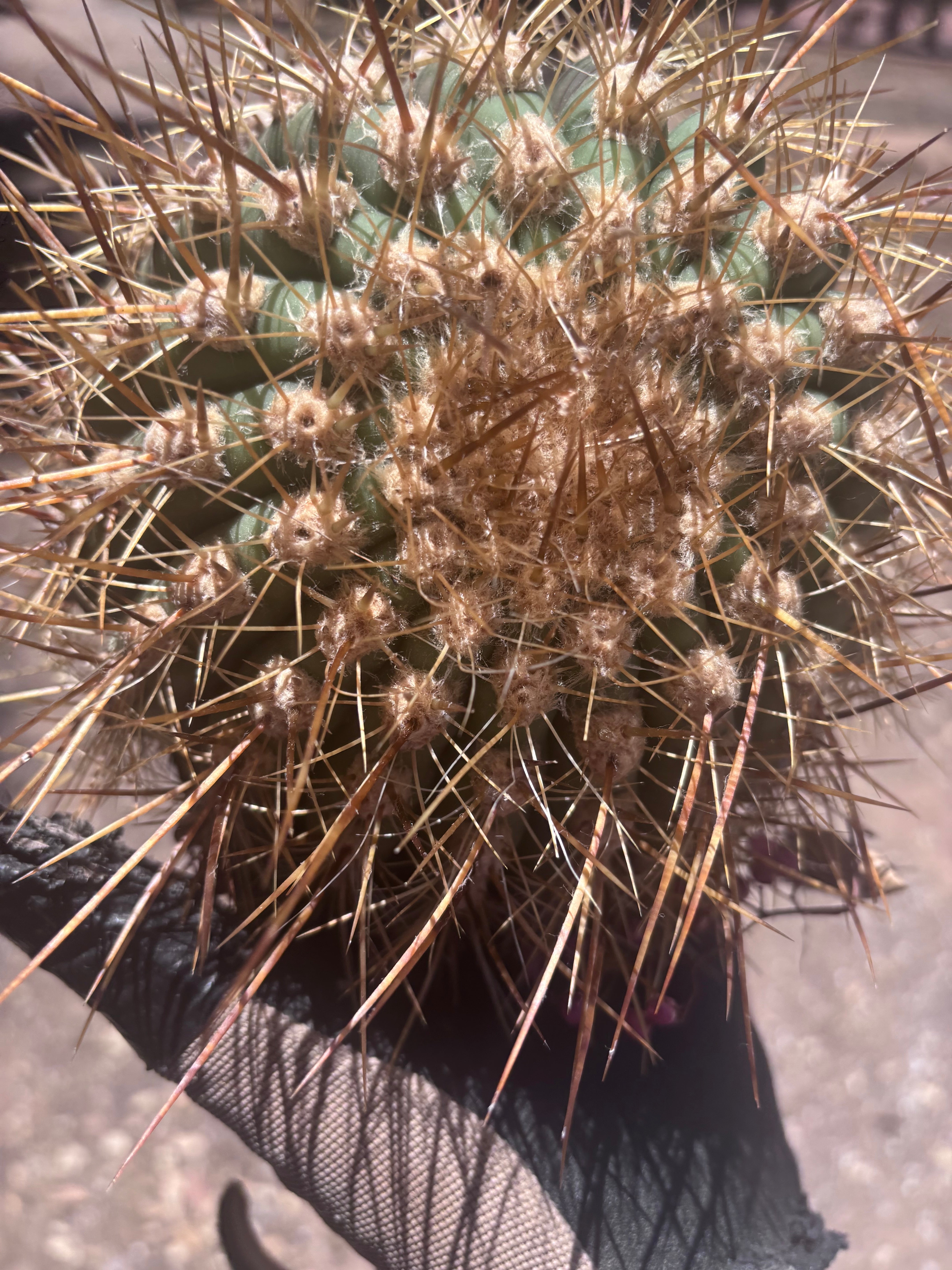 💎 T. Atacamensis — Small Pup