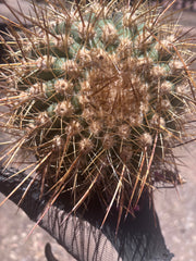 💎 T. Atacamensis — Small Pup