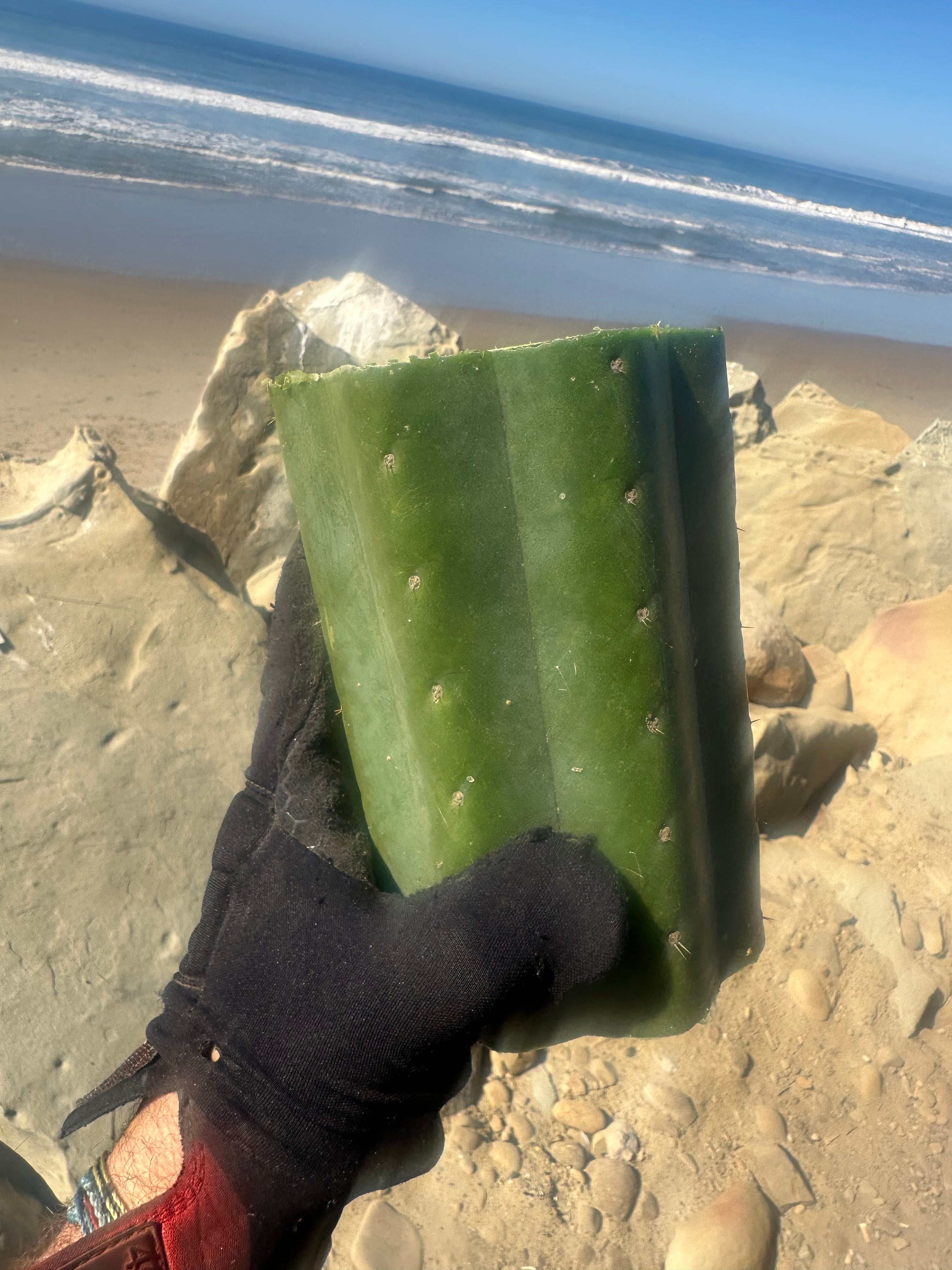 👑🌶️ Tom Juuls Giant  — 7” Mid Chonks