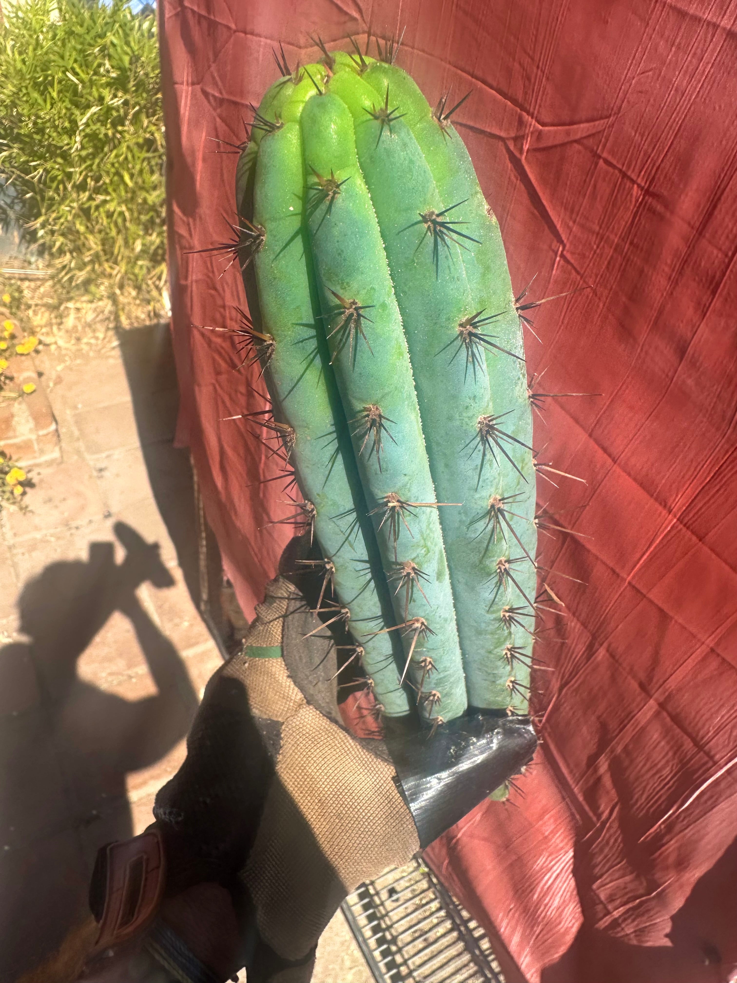 👑💎 Rimac Valley — Gorgeous 13” Tip