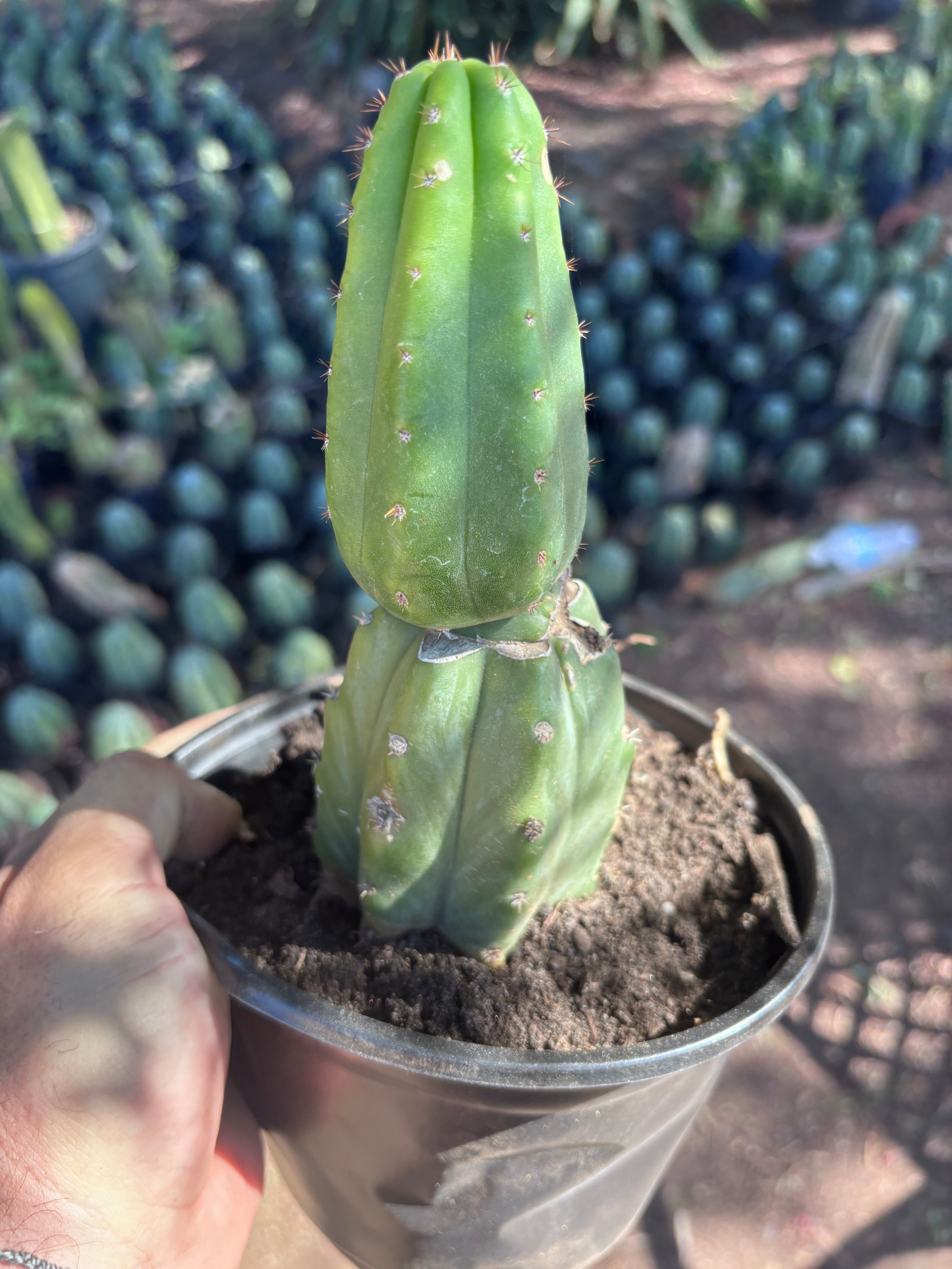 👑🌶️🌶️ KR04 — Another Rooted Slab Graft w/ Pup