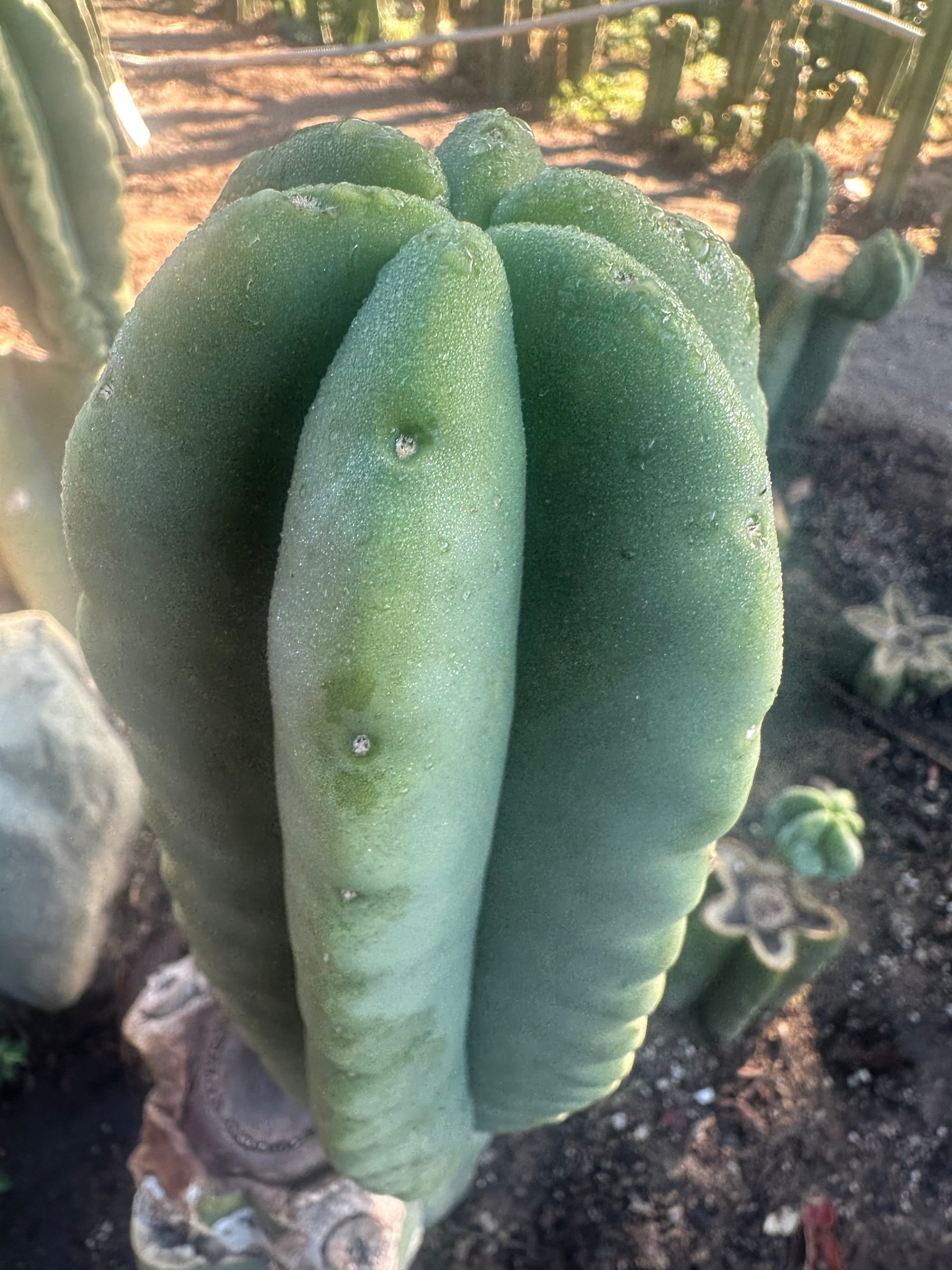 💎👑💎  Ferah! — Chunky 7” Tip