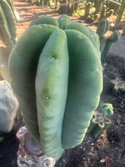 💎👑💎  Ferah! — Chunky 7” Tip