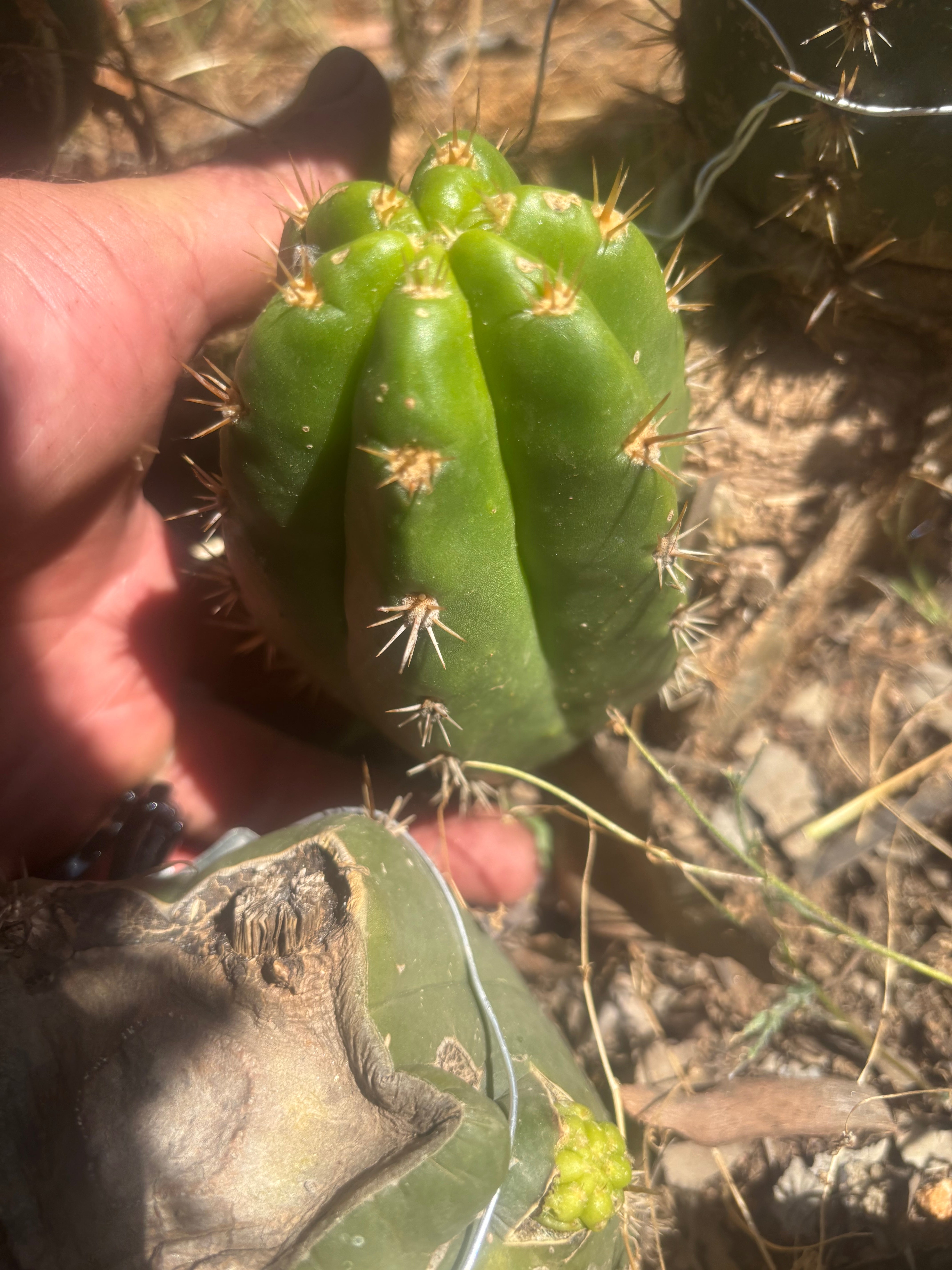💎👑💎🌶️ CareBear — 5” Grenade
