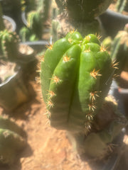 💎👑💎🌶️ CareBear — 5” Grenade