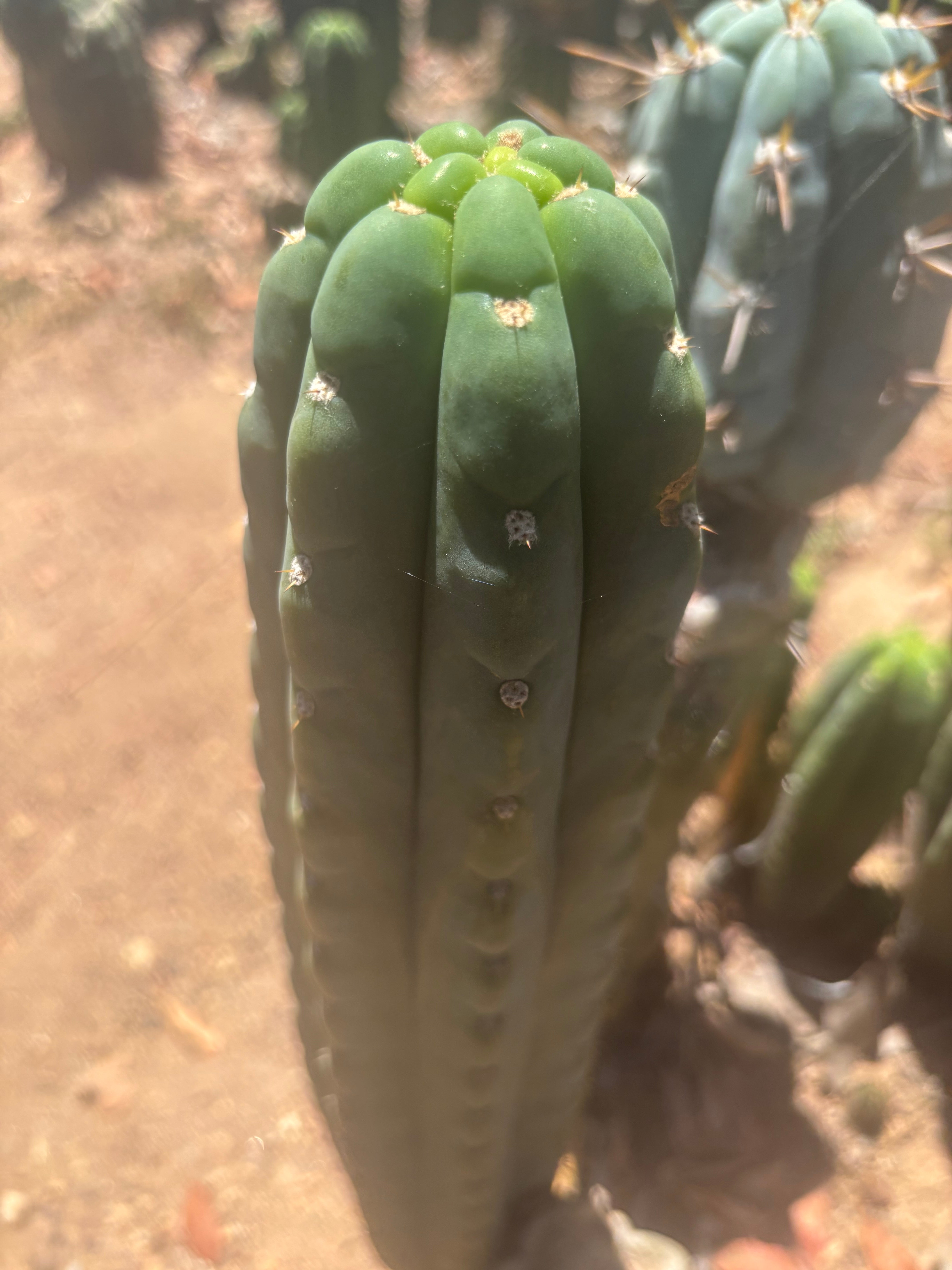 👑🌶️  Ichoca — 8” Tip