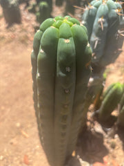 👑🌶️  Ichoca — 8” Tip