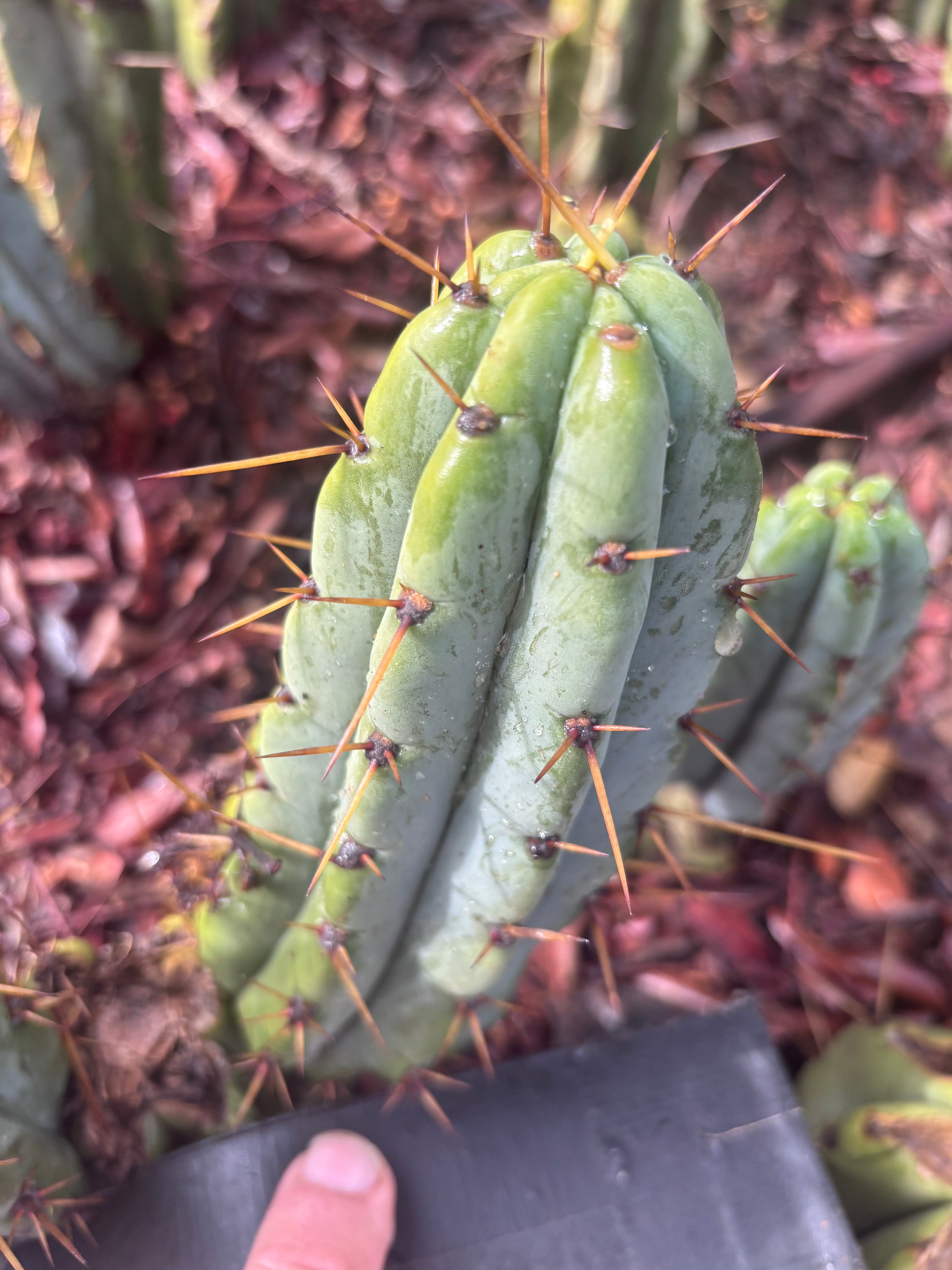 👑🌶️🌶️ Pala! — The Sunday Pup