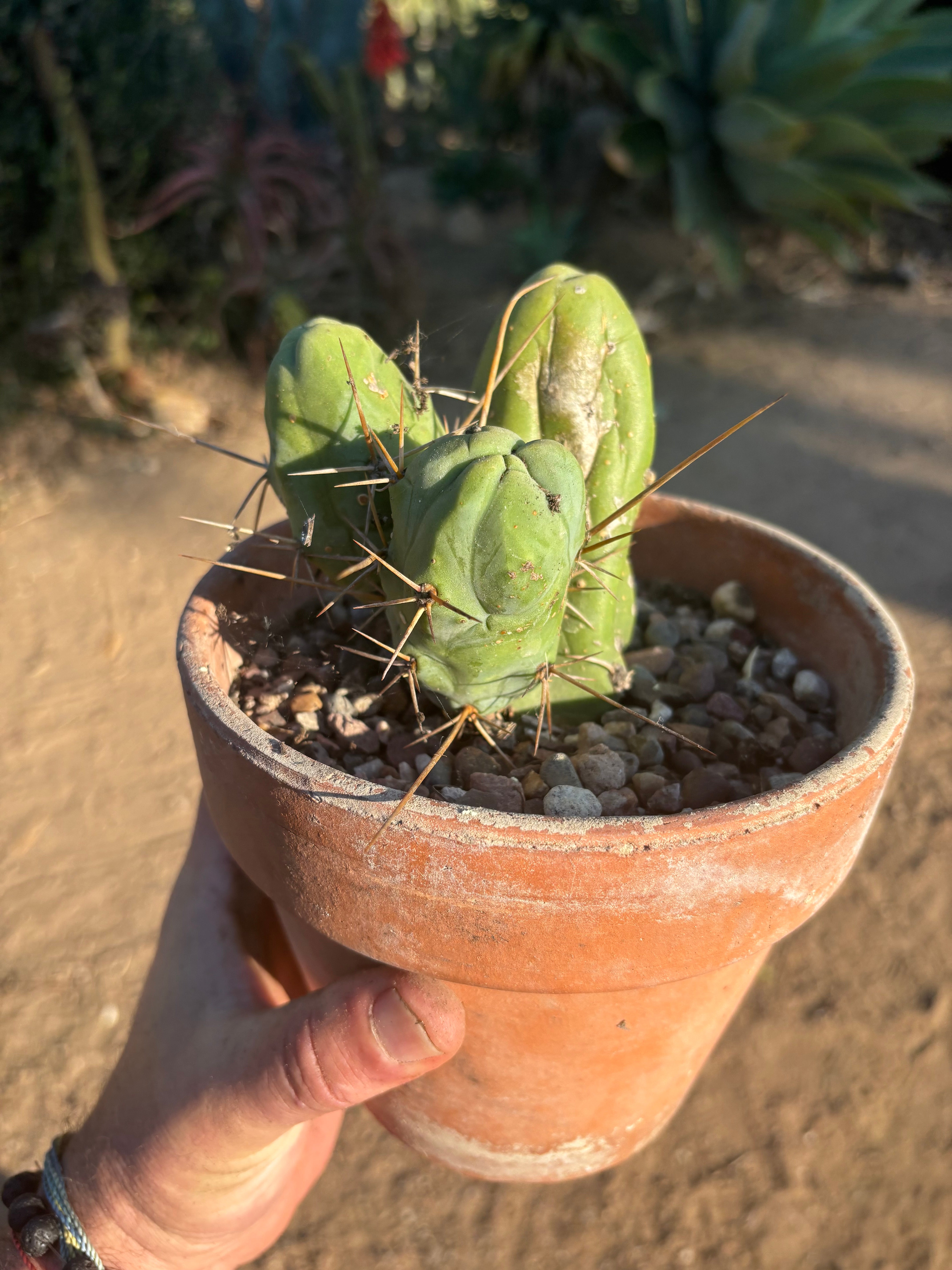 👑🌶️🌶️  TBM Clone B — Fully Rooted