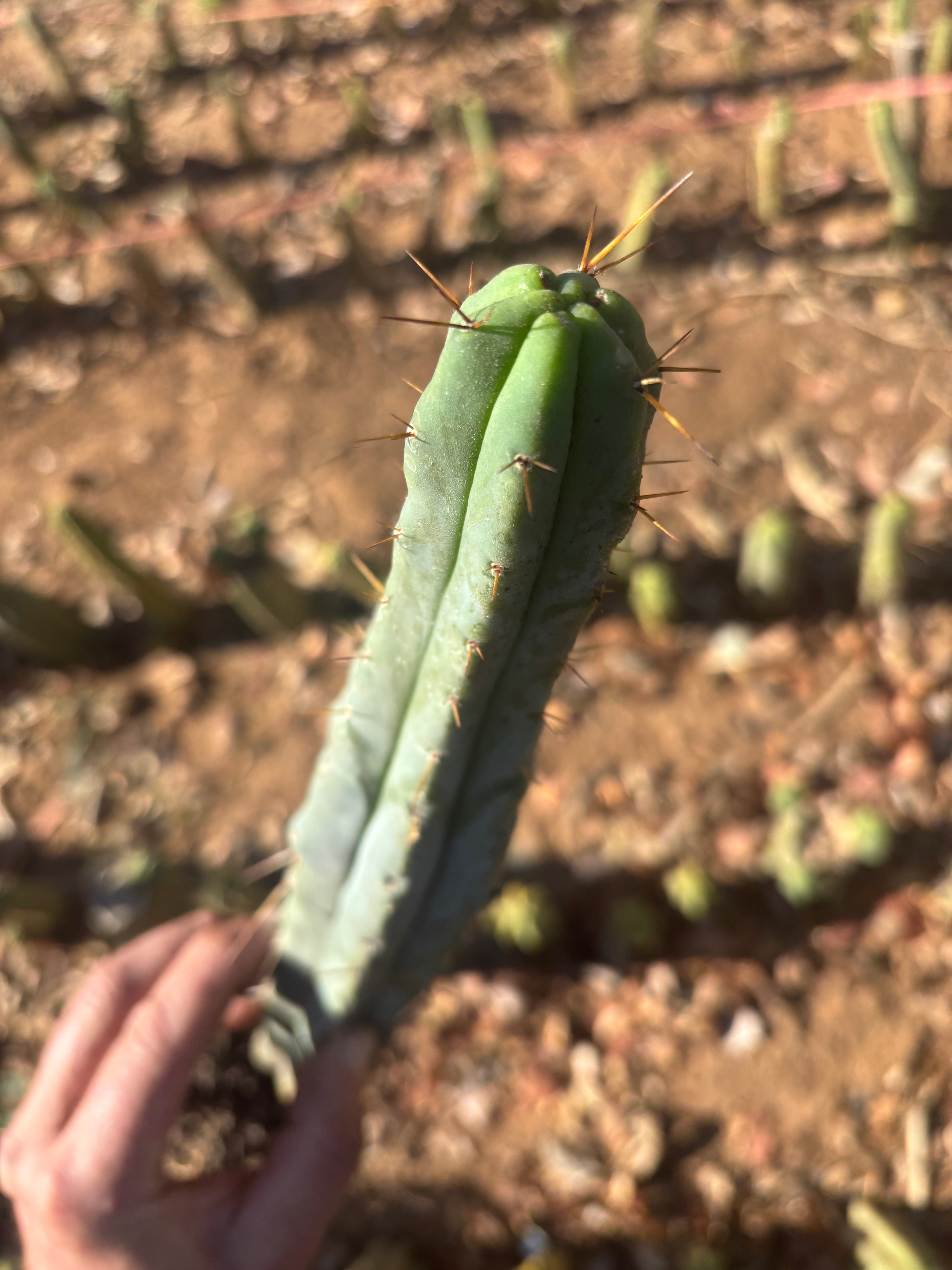 👑🌶️🌶️ Kate’s Bridge — 12-14” *Rooted* Tips