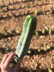 👑🌶️🌶️ Kate’s Bridge — 12-14” *Rooted* Tips