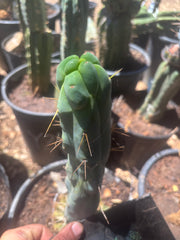 💎👑🌶️ Monster De Cota Cota — 8” Tip