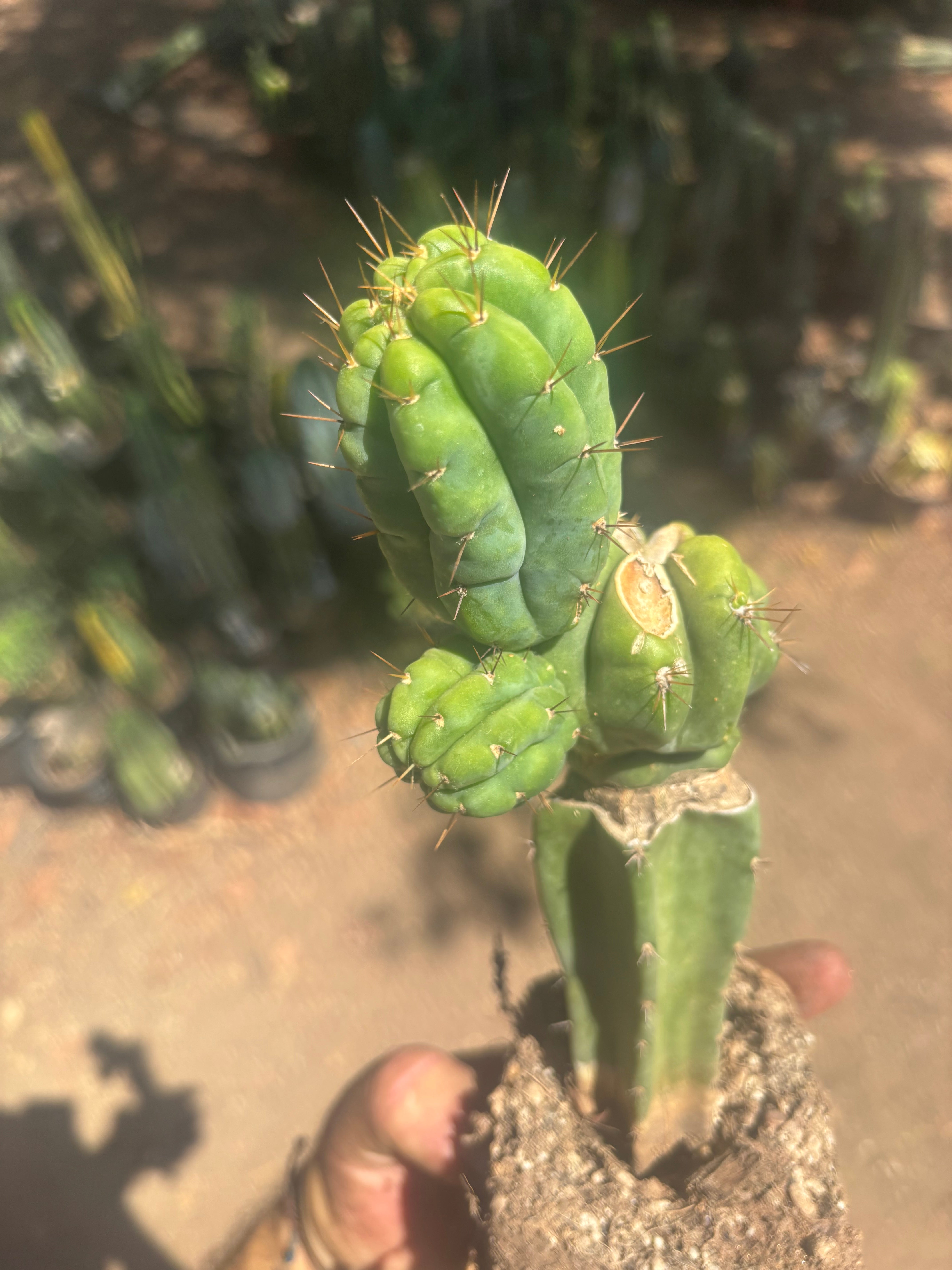 💎👑💎 Havran — Established Multi-Pup Graft on PC