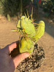 👑🌶️🌶️  TBM Clone B — Fully Rooted