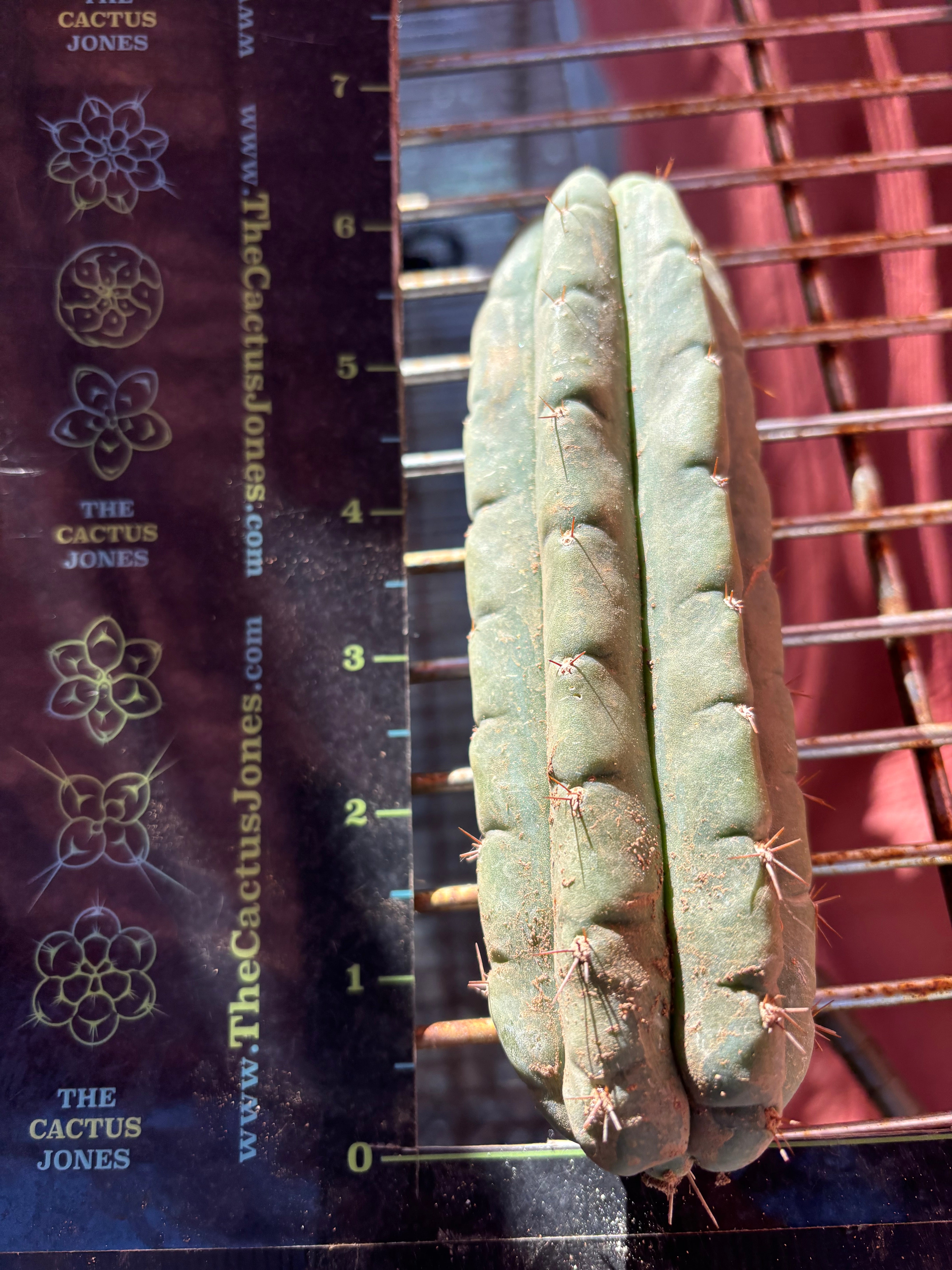 💎👑🌶️🌶️ Austy’s Bomb — 6” Pup