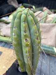 💎🌶️🌶️⚠️ E.R. — 13” MEGA Tip