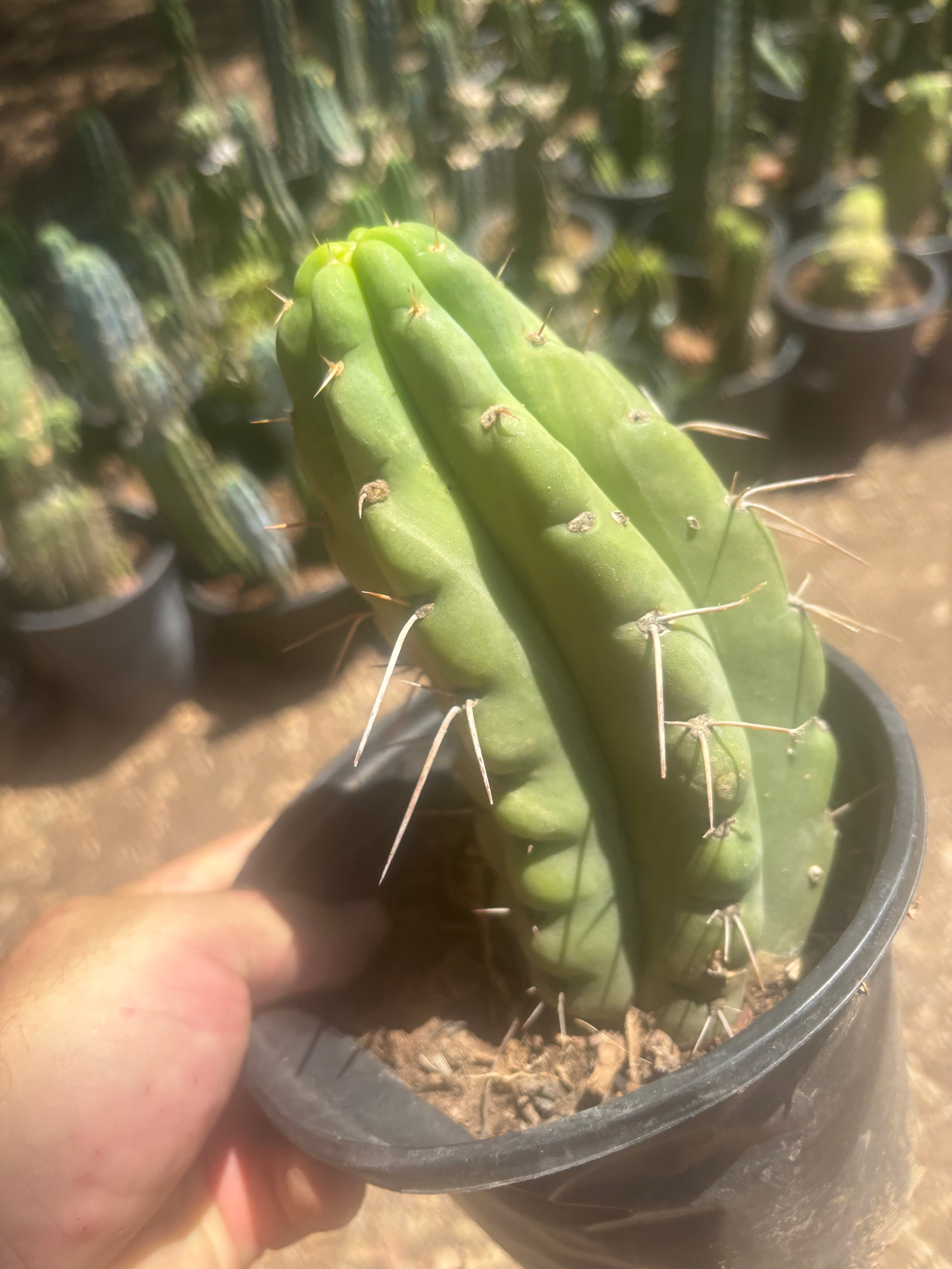 💎🌶️🌶️ NOM — Fully Rooted Grenade