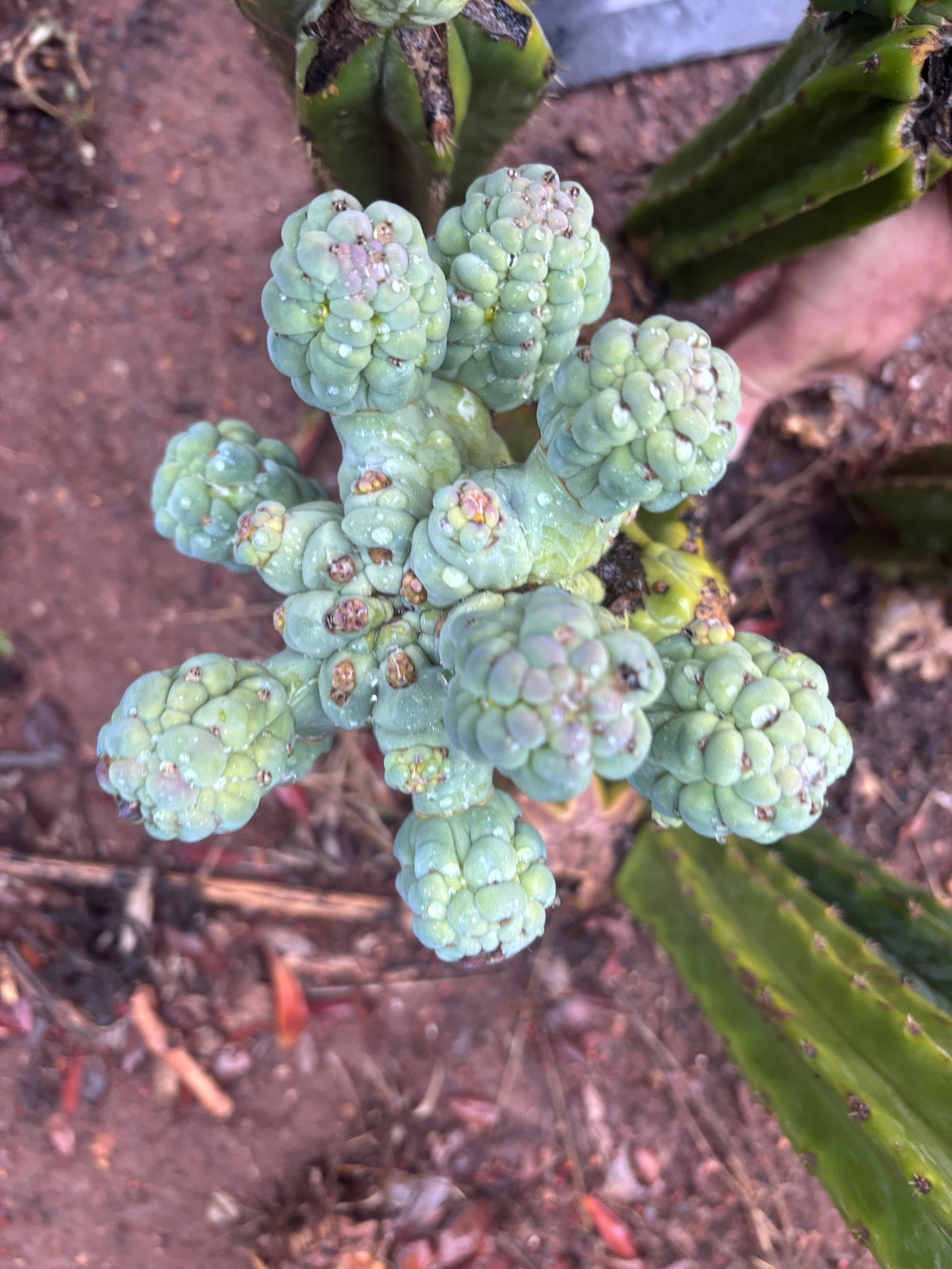 💎👑💎 Glorp — Another XL Pupsplosion Graft