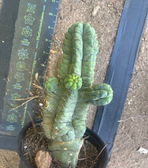 💎👑💎 Havran — Established Multi-Pup Graft on PC