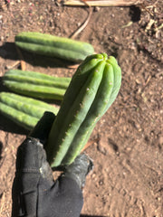 👑🌶️🌶️ Ogun — 9” Tips