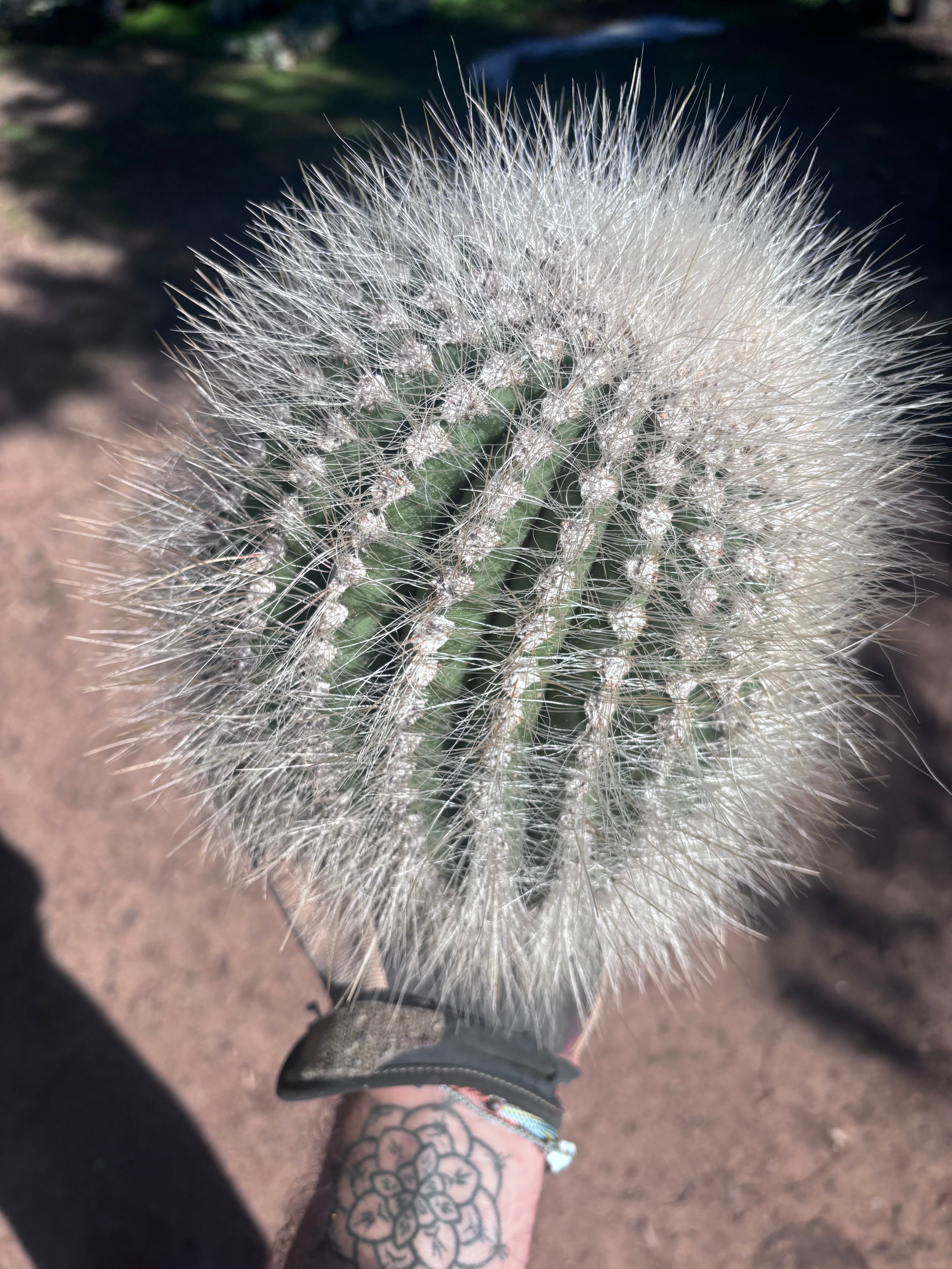 💎 T. Atacamensis — 11” x 8” Fur Melon (Last One)