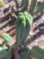 👑🌶️ BBB — XL 15” Tip