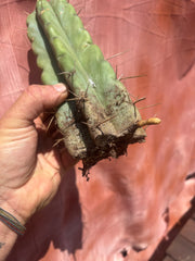 💎💎🌶️🌶️ NOM — 9” Tip, Throwing Roots