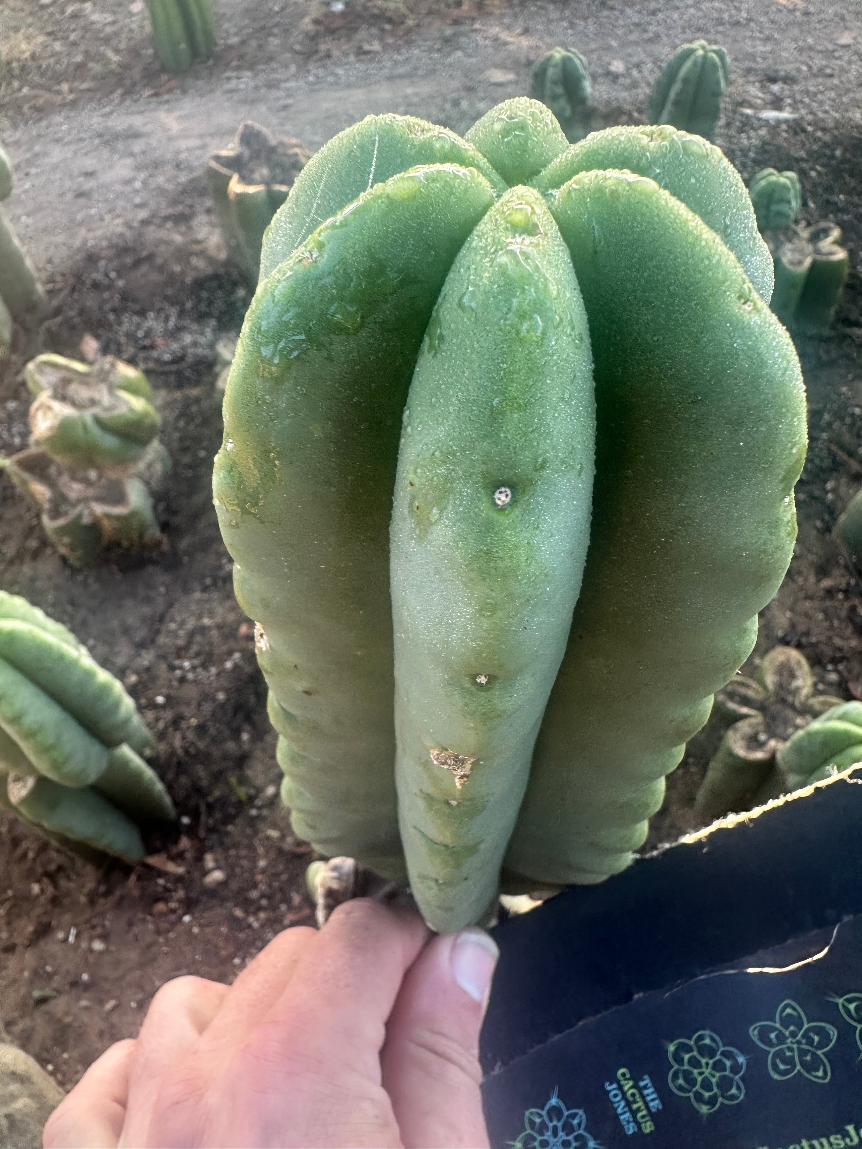 💎👑💎  Ferah! — Chunky 7” Tip