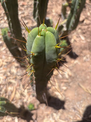 👑🌶️🌶️ Dulzura — 9” Pups