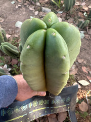 👑🌶️ Zulk — Fat 10” Melon