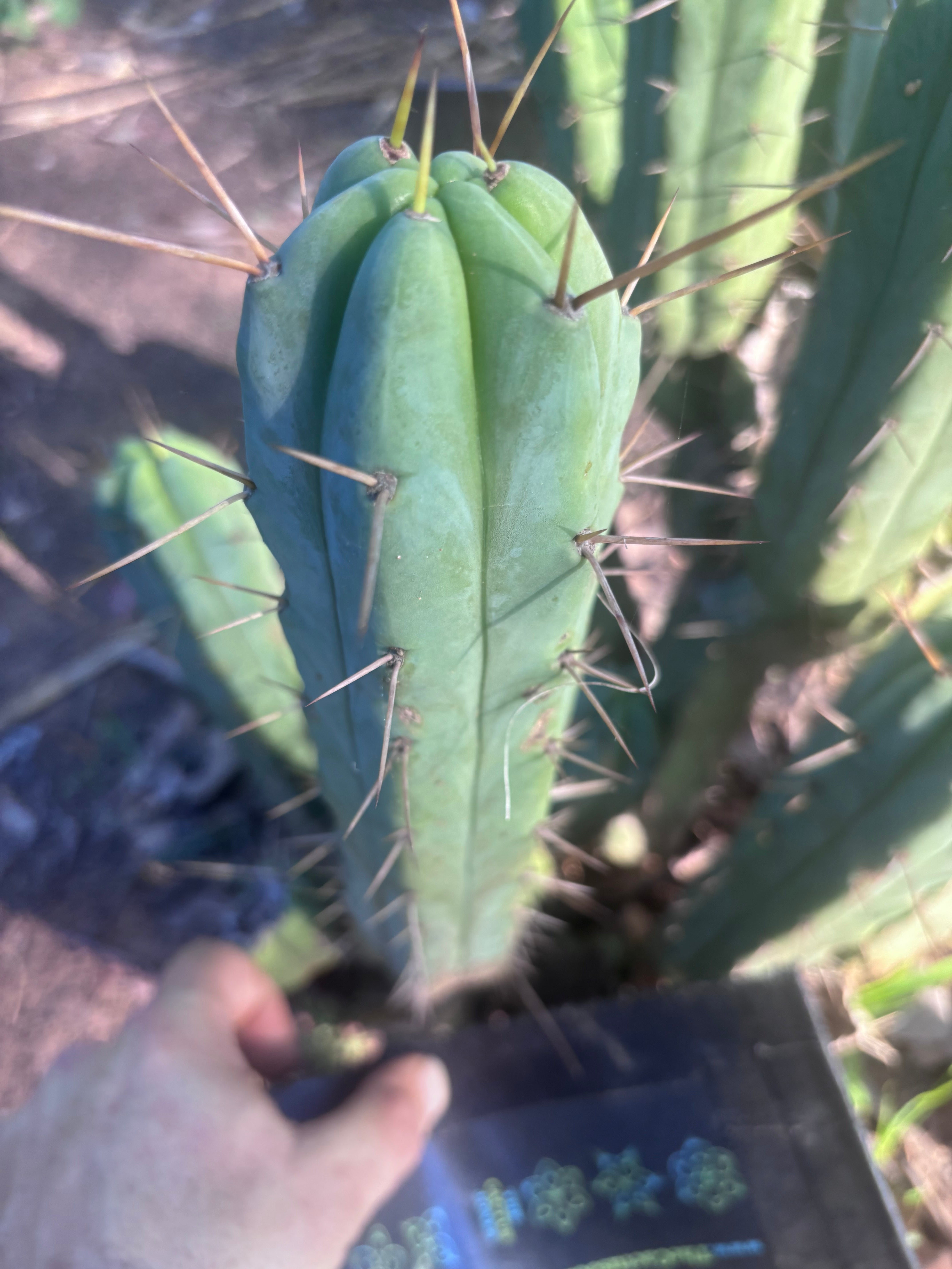 👑🌶️🌶️ Kate’s Bridge — 10” Tips